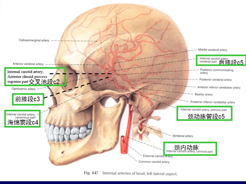 大脑前中后动脉血管分布图教学课件_第5页