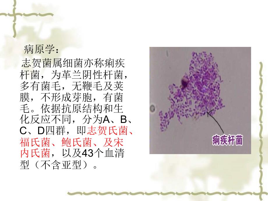 细菌性痢疾 ppt_第4页