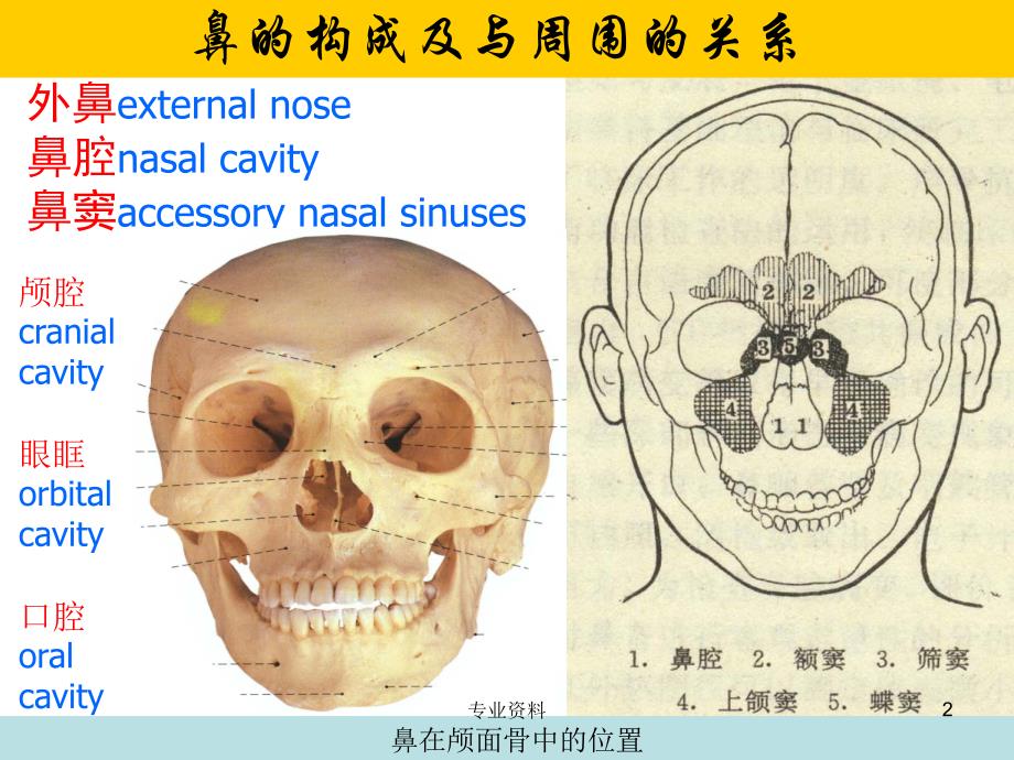 鼻的解剖与生理#专家指导_第2页