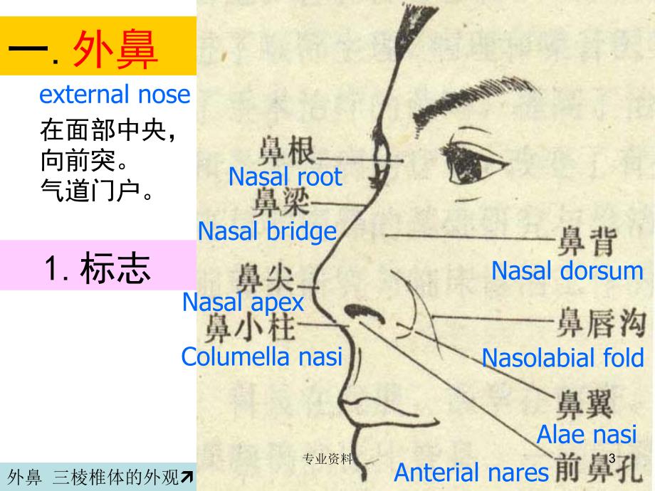鼻的解剖与生理#专家指导_第3页