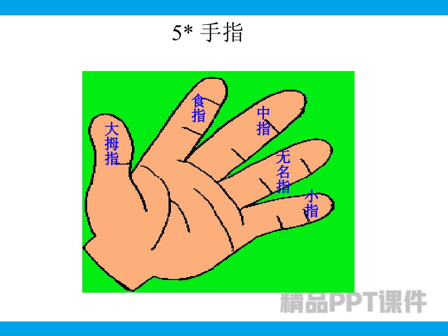 手指-教学PPT课件-教学课件_第1页