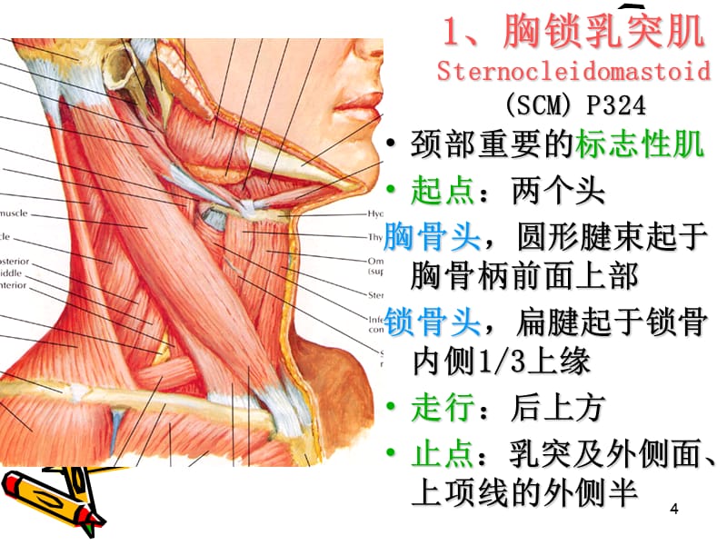 （推荐精选）解剖之颈动脉三角胸锁乳突肌_第4页