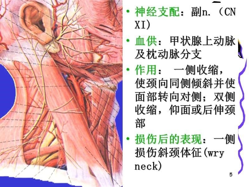 （推荐精选）解剖之颈动脉三角胸锁乳突肌_第5页