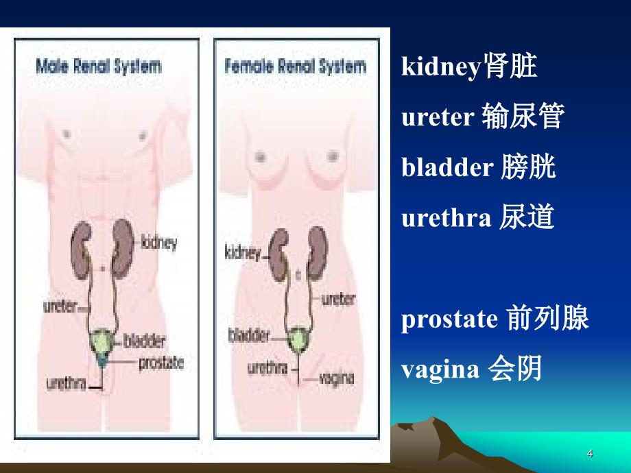 （推荐精选）尿路感染最终版_第4页