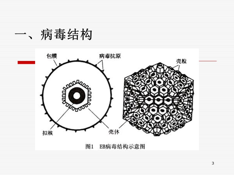 （推荐精选）EB病毒感染_第3页