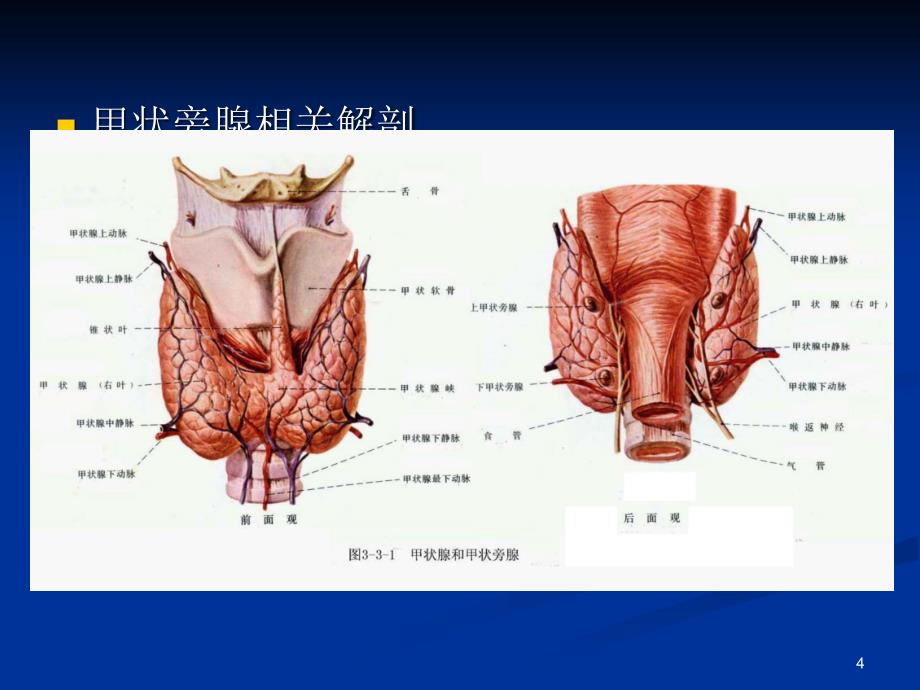 （推荐精选）甲状旁腺功能亢进症(配手术实例图)_第4页