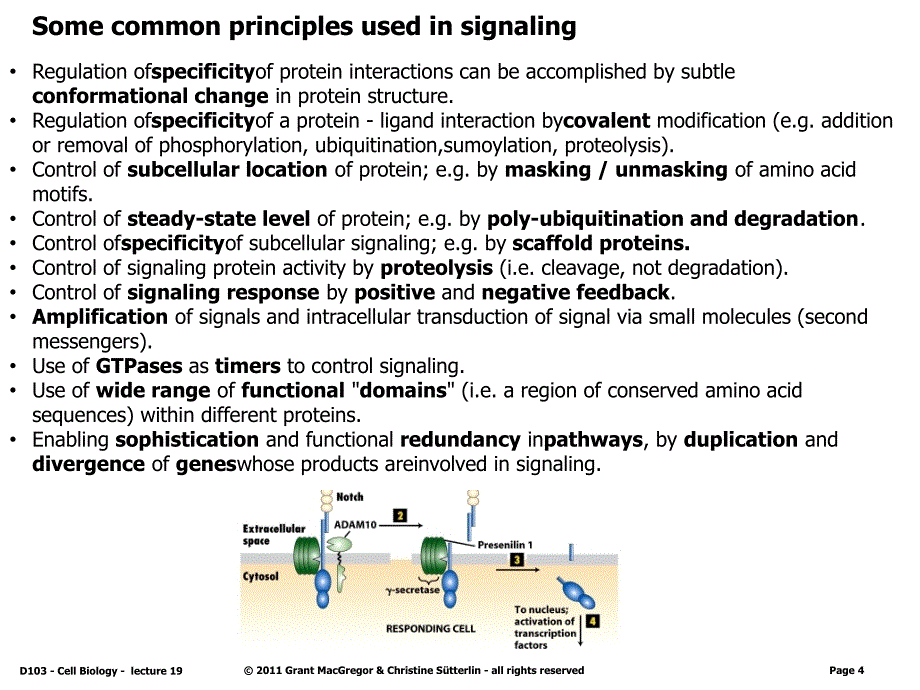 国外大学细胞生物学课件-英文--、19.bioy120111071009_1062853f7_第4页