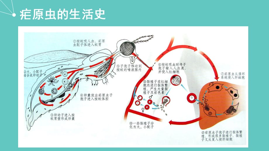 屠呦呦与疟疾修改课件_第4页