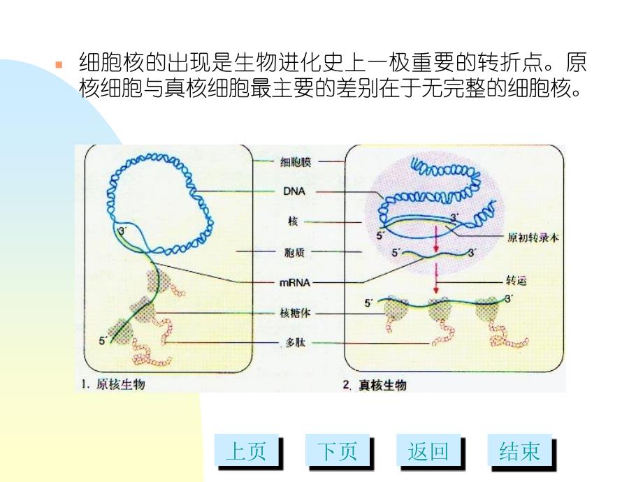 细胞核多媒体课件_第2页