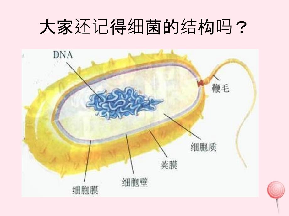 五年级科学下册 第一单元 人的一生 第1课《细胞》课件1 青岛版五四制-青岛版小学五年级下册自然科学课件_第2页