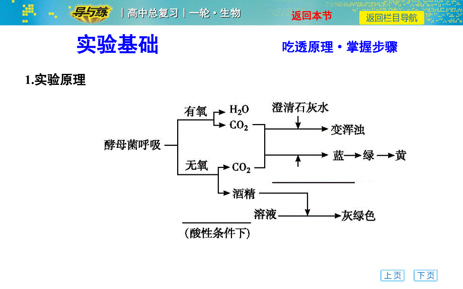 实验探究酵母菌细胞呼吸课件_第3页