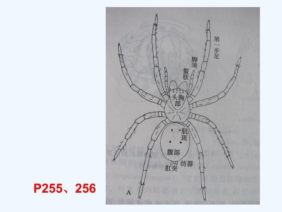 普通动物学-第十章-节肢动物2_第5页