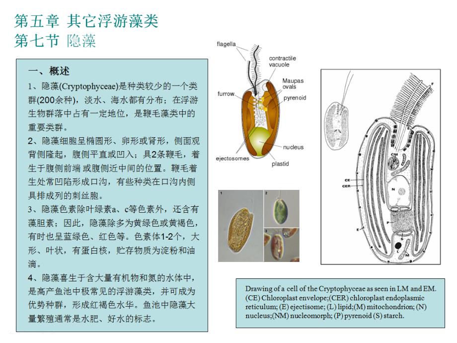 海洋浮游生物学PPT课件 6.Other planktonic algae(31-62)(1)_第1页