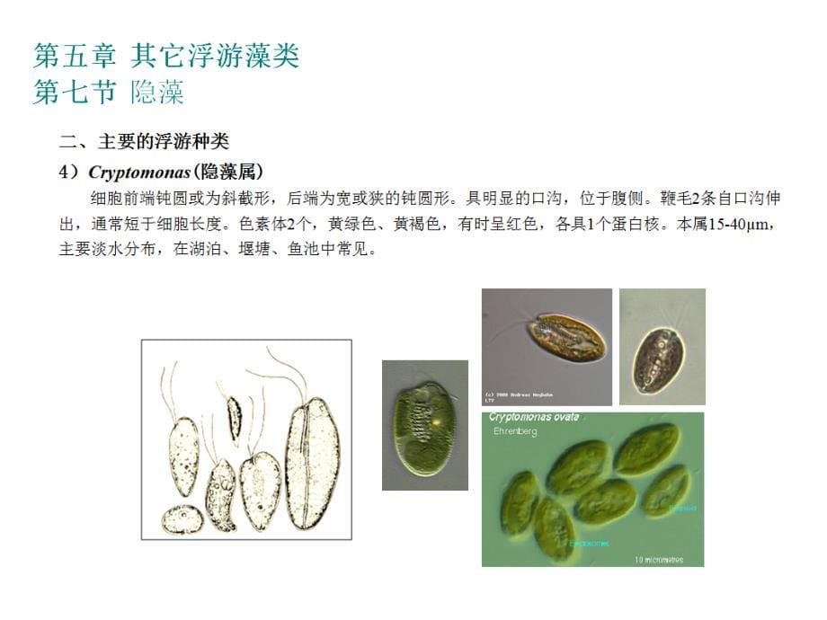 海洋浮游生物学PPT课件 6.Other planktonic algae(31-62)(1)_第5页