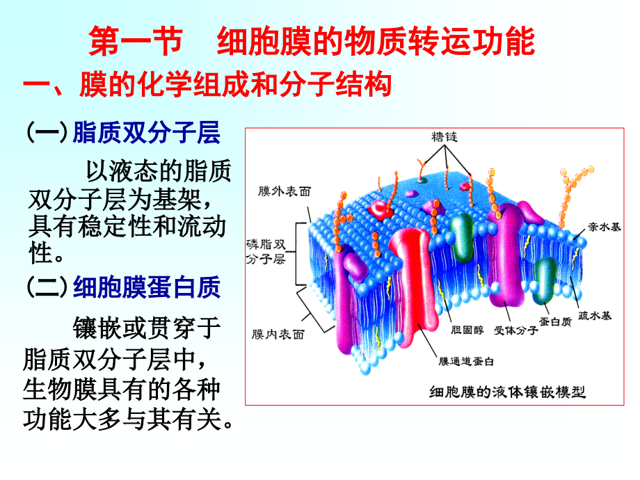 人体解剖生理学：第三章 细胞的基本功能-1_第4页