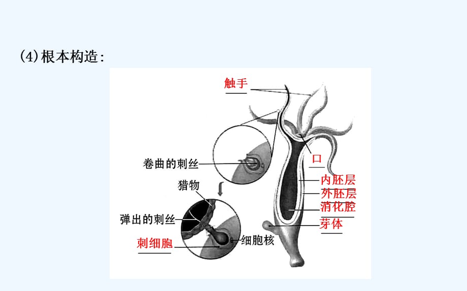 八年级生物上册探究导学课型腔肠动物和扁形动物课件新版新人教版_第3页