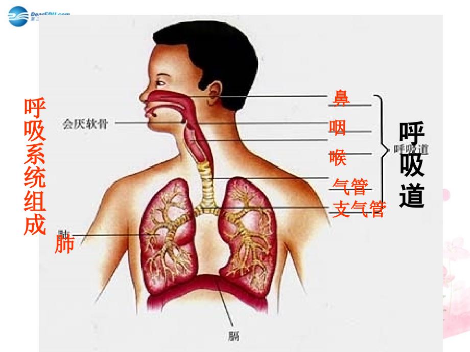 七年级生物下册 第十章 第四节 人体内的气体交换课件1 (新版)苏教版 课件_第2页