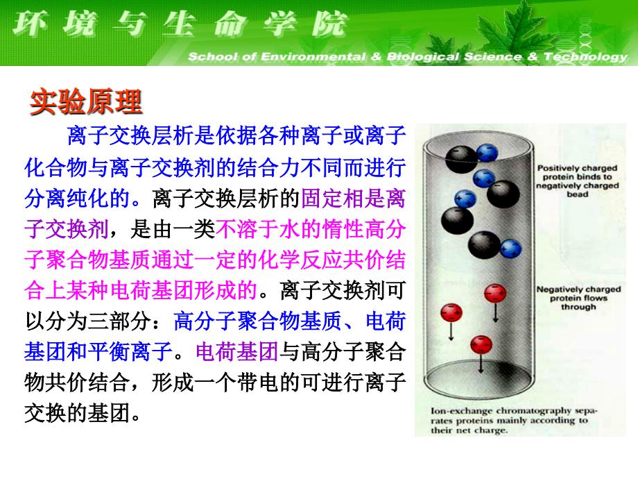 生物化学实验课件：实验七DEAE纤维素离子交换层析法分离血清蛋白_第4页