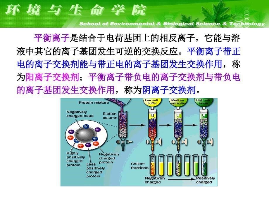 生物化学实验课件：实验七DEAE纤维素离子交换层析法分离血清蛋白_第5页