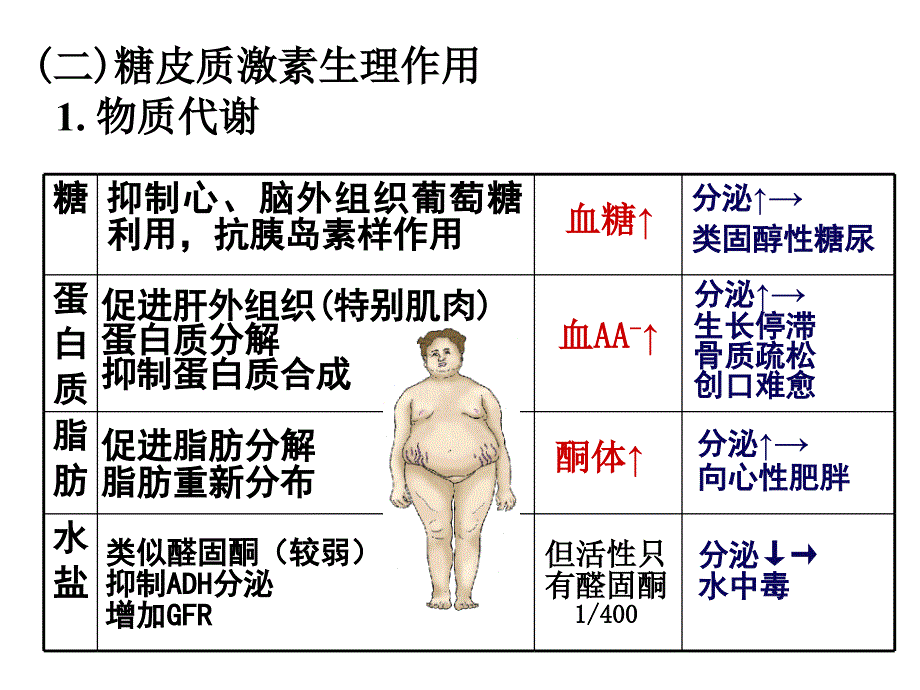 医学生理学：内分泌4_第4页