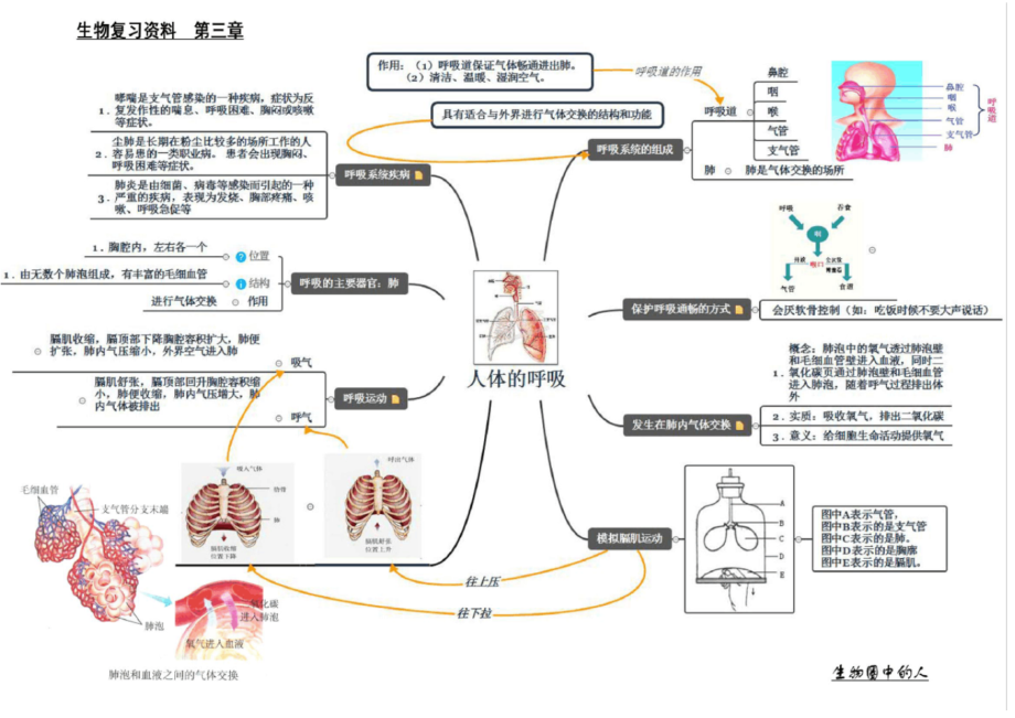 (完整版)人教版七年级生物下册复习资料-思维导图_第3页