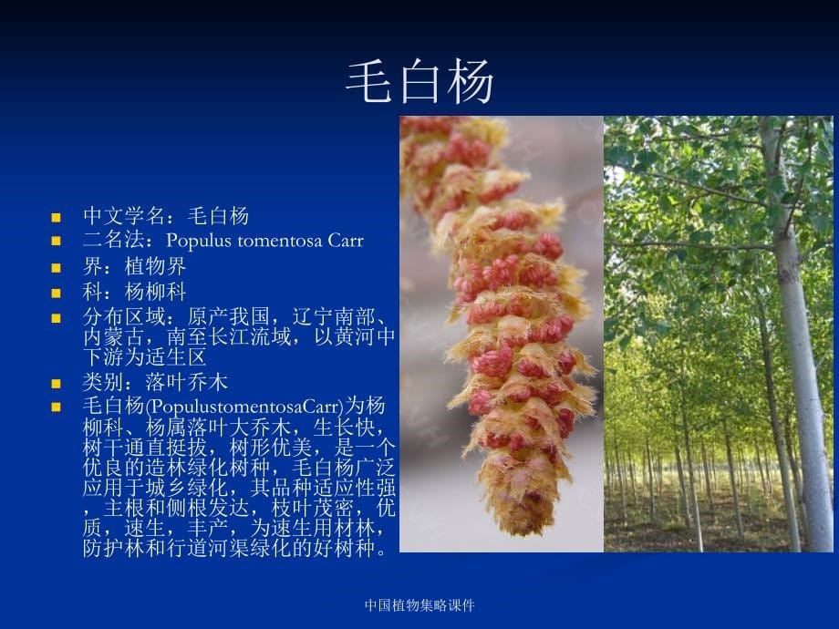 中国植物集略课件_第5页