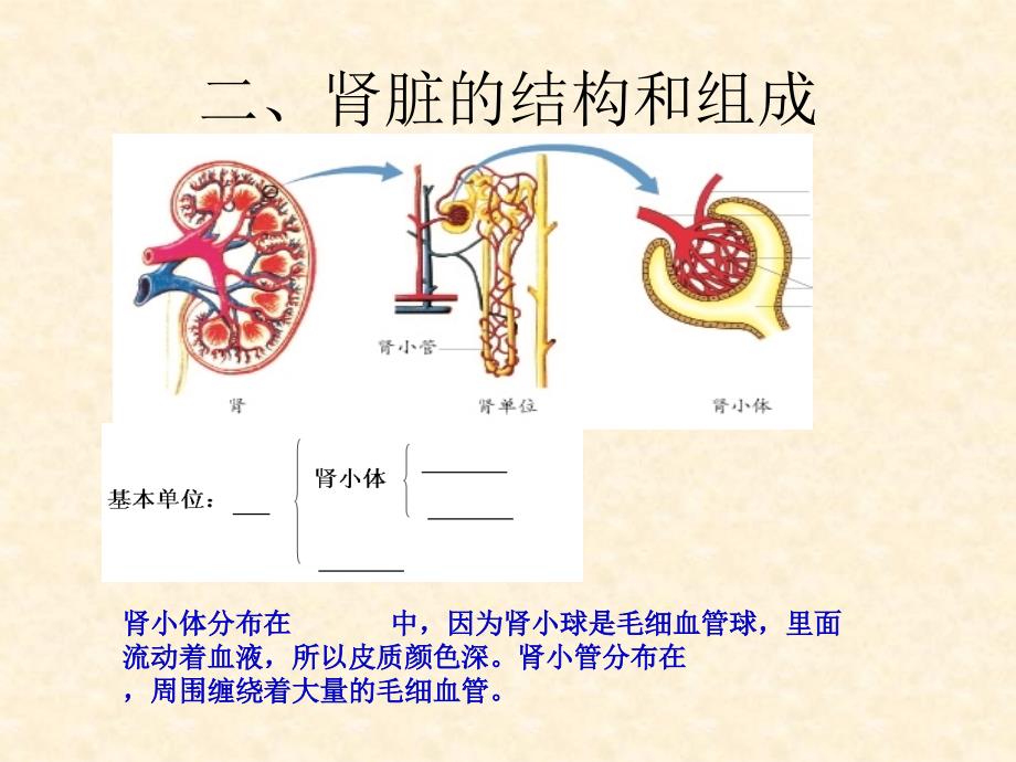 济南初中生物七年级下册《4第4章-人体内废物的排出》课件-(2)-_第4页