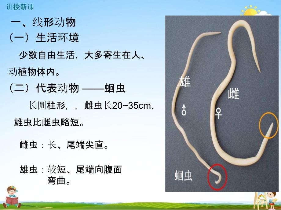 人教版八年级生物上册《5-1-2 线形动物和环节动物》教学课件PPT初二优秀公开课_第4页