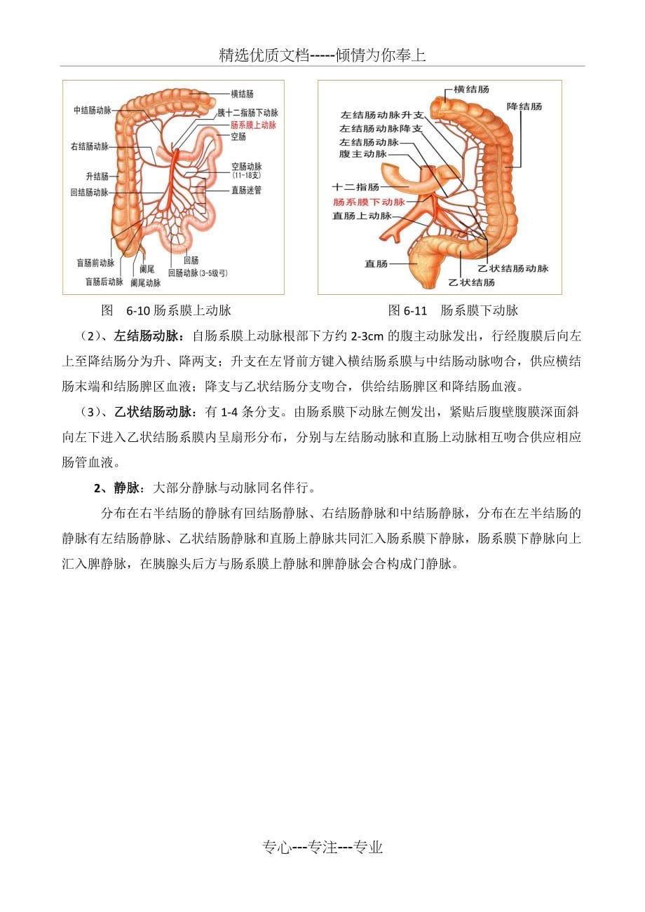 第一节--结肠解剖(共6页)_第5页