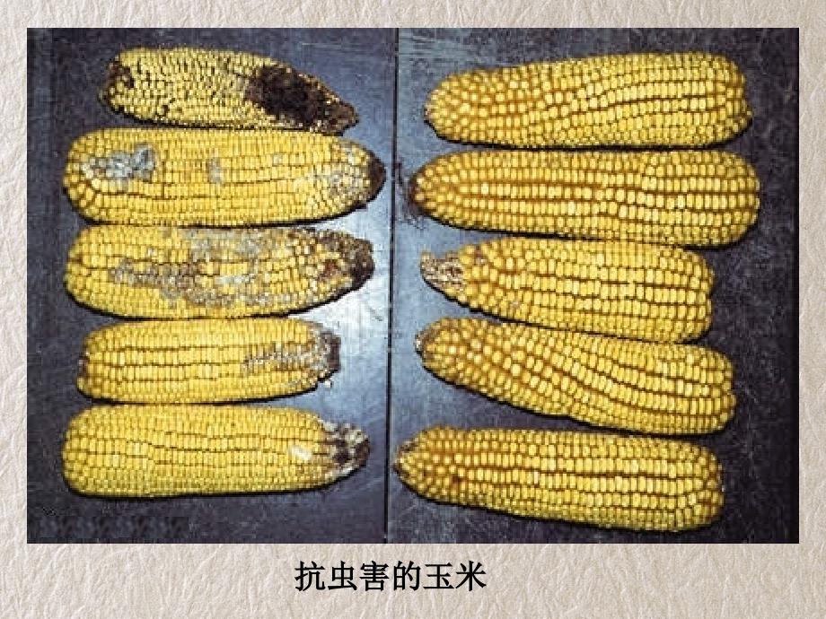 高中生物人教版必修2基因工程及其应用_第3页