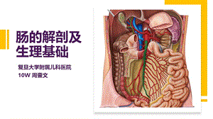 消化系统之肠的解剖和生理基础