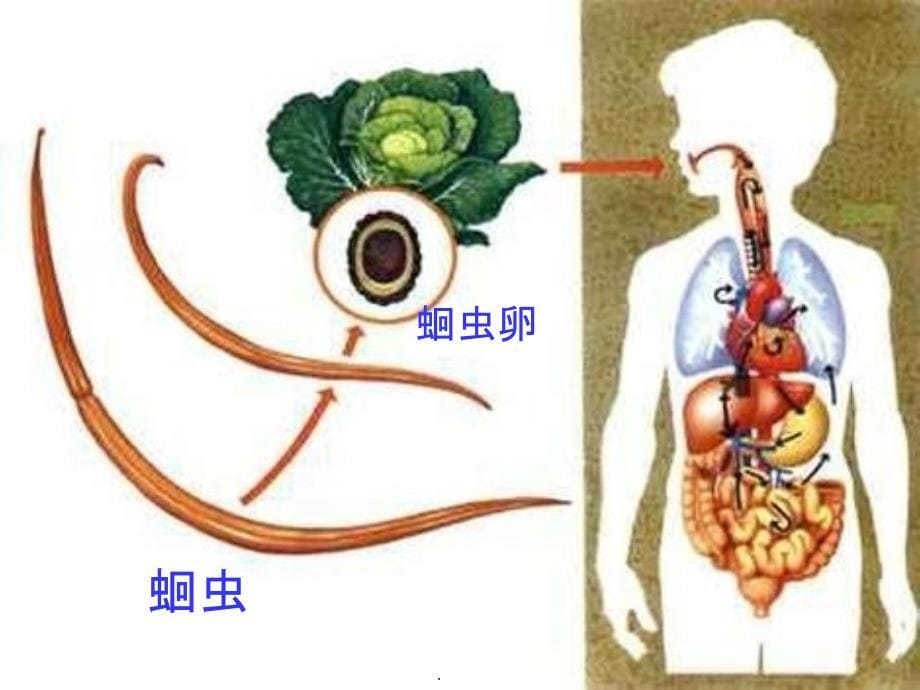 八年级生物《传染病及其预防》课件 人教新课标版_第5页