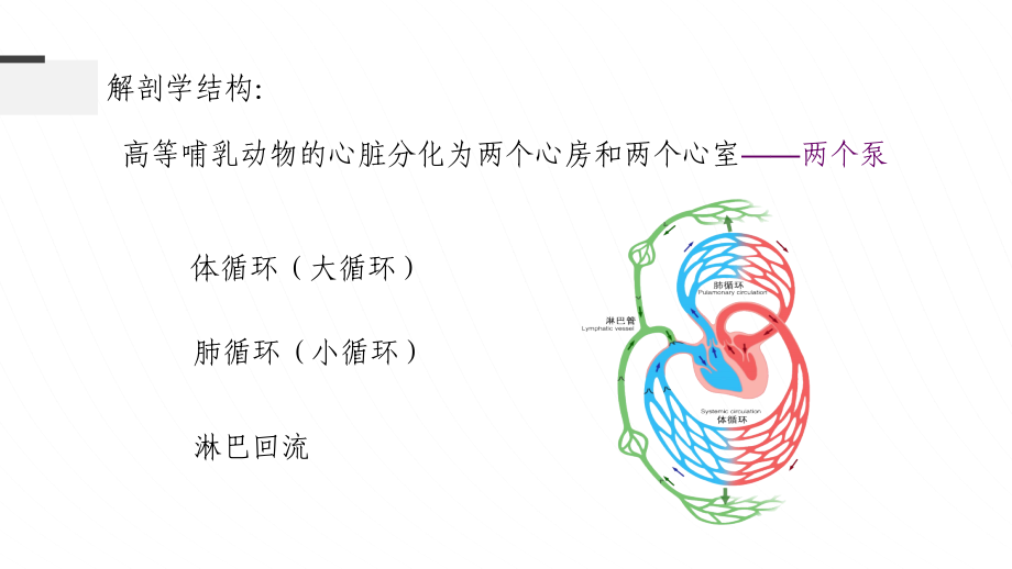 高中生物竞赛动物生理第三章血液循环课件_第3页