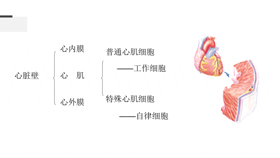 高中生物竞赛动物生理第三章血液循环课件_第4页