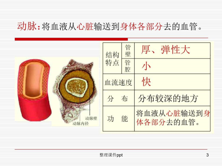 《血管和心脏》PPT课件_第3页