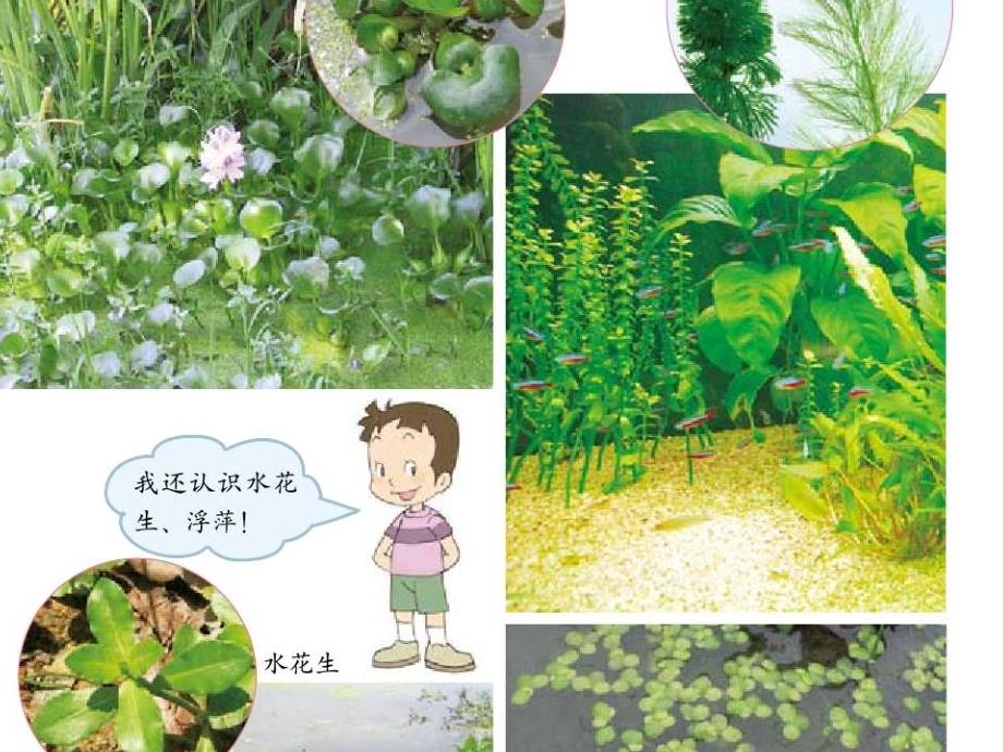 教科版科学三上《观察水生植物》PPT课件7_第3页