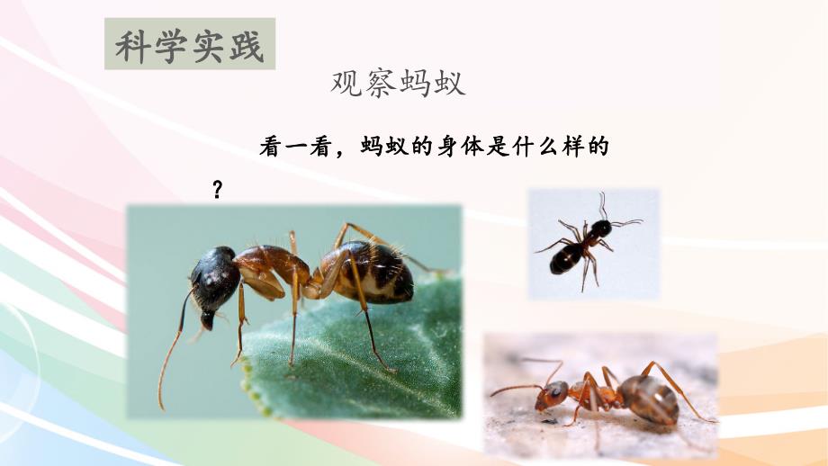 蚂蚁教学课件_第4页