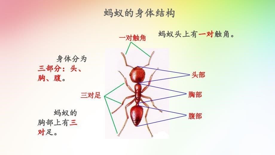 蚂蚁教学课件_第5页