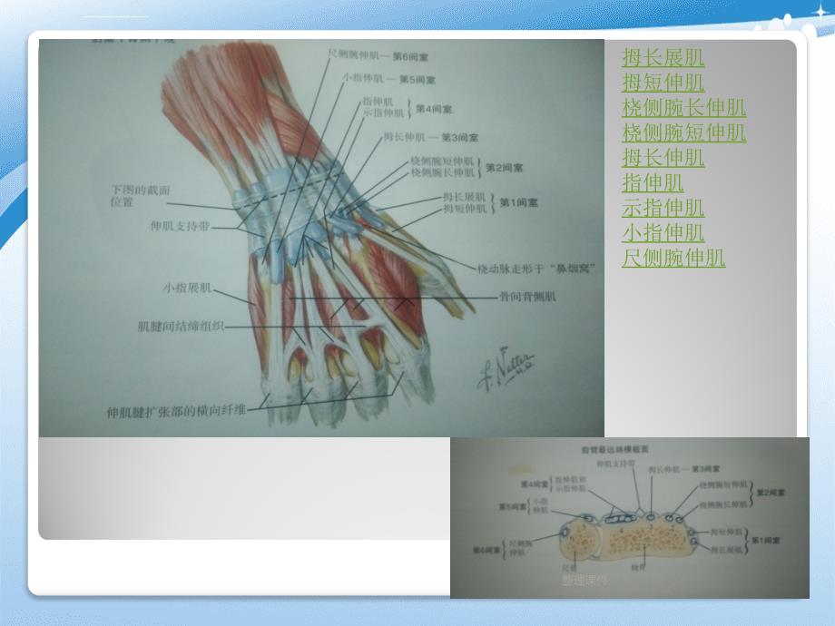 《手外在肌后群综述》_第2页