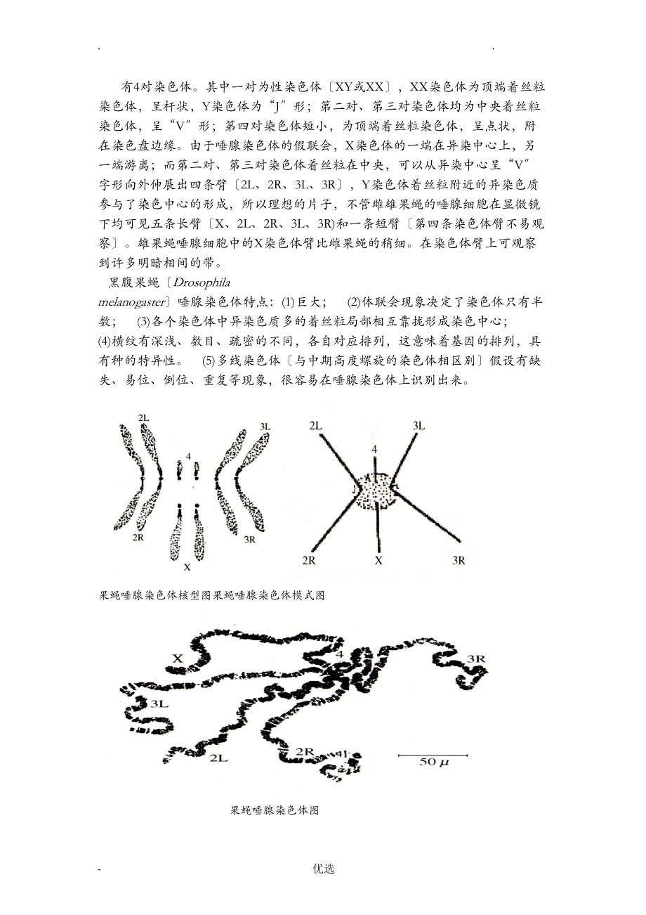 实验四果蝇唾腺染色体的观察_第2页