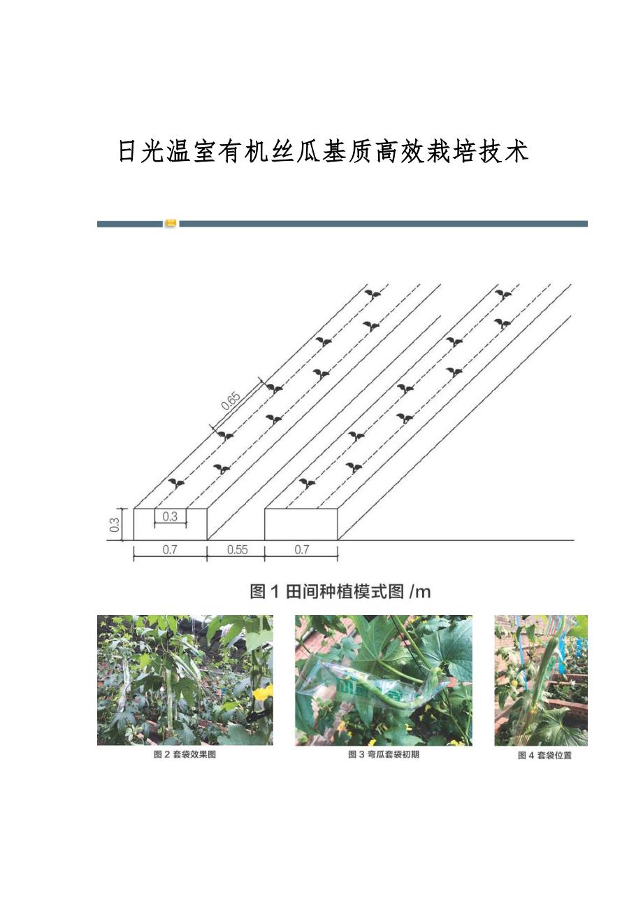 日光温室有机丝瓜基质高效栽培技术_第1页