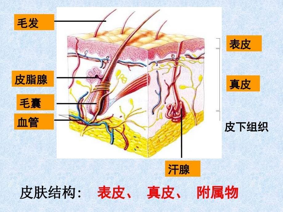 北师大版生物七年级下册11章3节皮肤与汗液的分泌精品课件_第5页