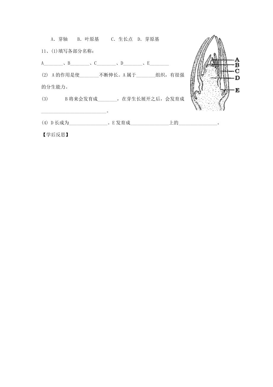 山东省重点八年级生物上册 1.6第一课时《芽的类型和结构》学案 济南版_第3页