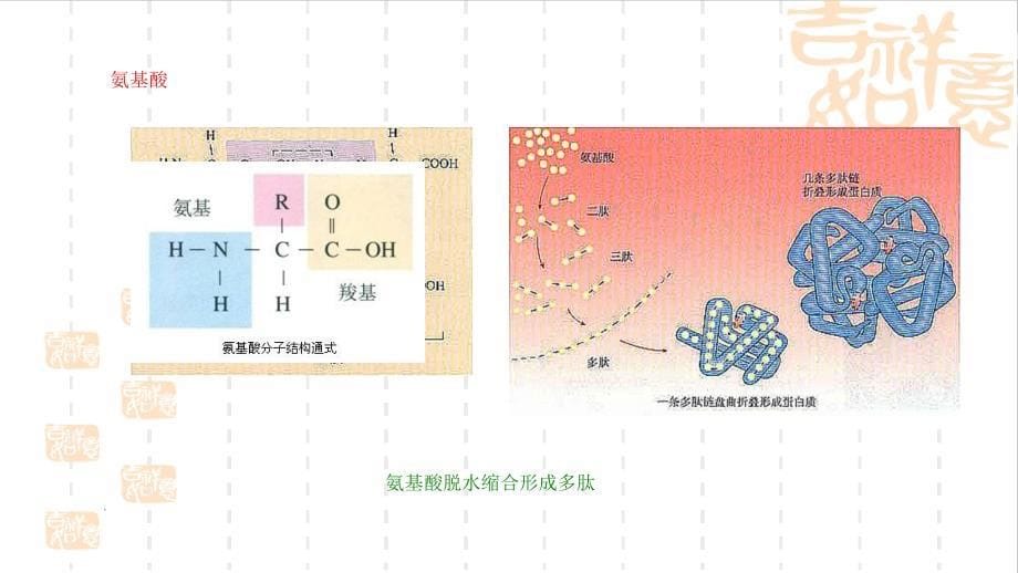 2021年蛋白质合成特点_第5页