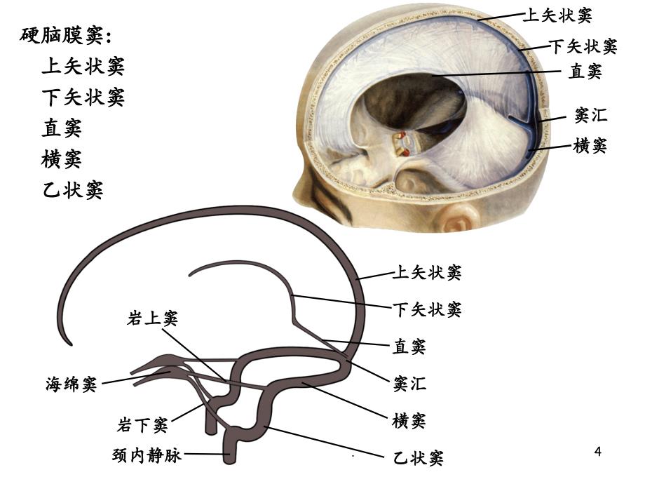 2021年脑和脊髓的被膜、血管及脑脊液循环ppt课件_第4页