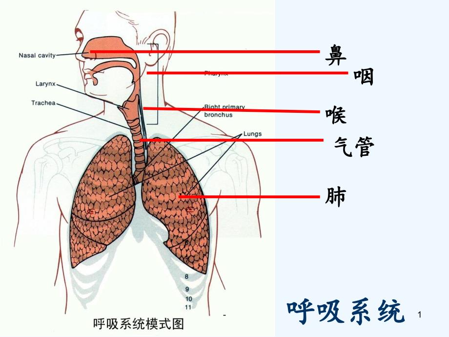 2021年人体的呼吸PPT课件_1_第1页