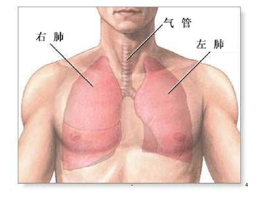 2021年人体的呼吸PPT课件_1_第4页