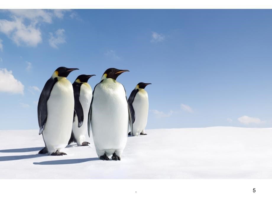 2021年中班科学-不怕冷的企鹅PPT课件_第5页