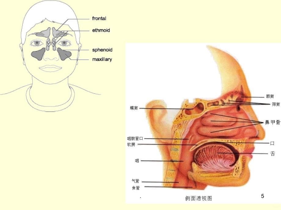 2021年小儿呼吸系统解剖特点第一节ppt课件_第5页