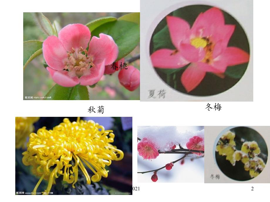 2021年一年级美术《美丽的植物和动物》PPT课件_第2页